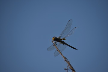 Red mantled seddlebags or red seddlebags 