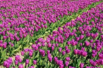 Tulpen - eine wunderschöne Diagonale