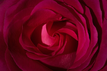 Beautiful background of rose flower, macro. Wallpaper from the pattern of the opened bud of a red rose. Selective focus