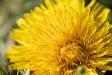 yellow flower of dandelion, macro shot