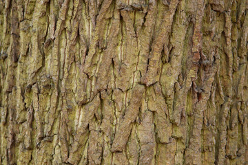 Tree bark as a background, close-up
