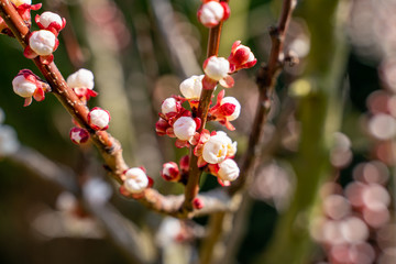 Spring blossom with bee picking the pollen
