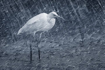 Rainy weather and birds. Nature background.