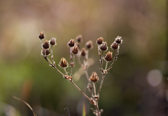 Fall flowers in a meadow in Canada as the seasons change.