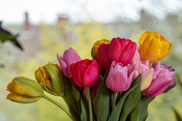 close-up of tulip blossoms, blurred background