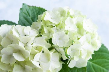 White green hortensia flowers