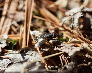 Fly in its natural habitat in a Canadian forest.