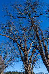 A tree without leaves in  spring with a blue sky in the background