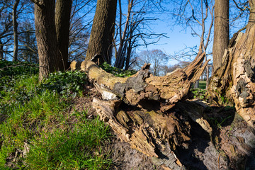 Fototapeta na wymiar An old upturned tree staged with a green background