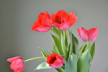 Bunch of red tulips flowers with selective focus on green blurred background. Beautiful spring flowers. Bouquet of red flowers for Mother’s Day. Gift for international woman day. 