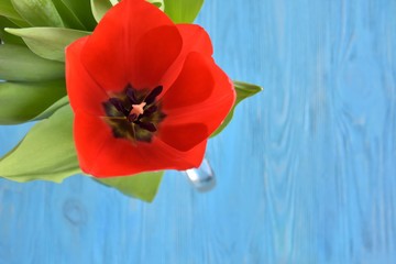 Naklejka premium Beautiful red tulip flowers with soft focus on blurred blue wooden background. One red flower. Seasonal spring flower. Tulip flower close up. 