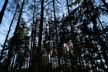 Bright sunlight shining through a dark forest on a bright sunny day