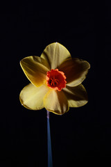 Flower Lightpainting