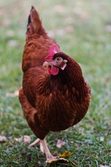 Rhode Island Red heritage breed chicken on a small farm in the country. 