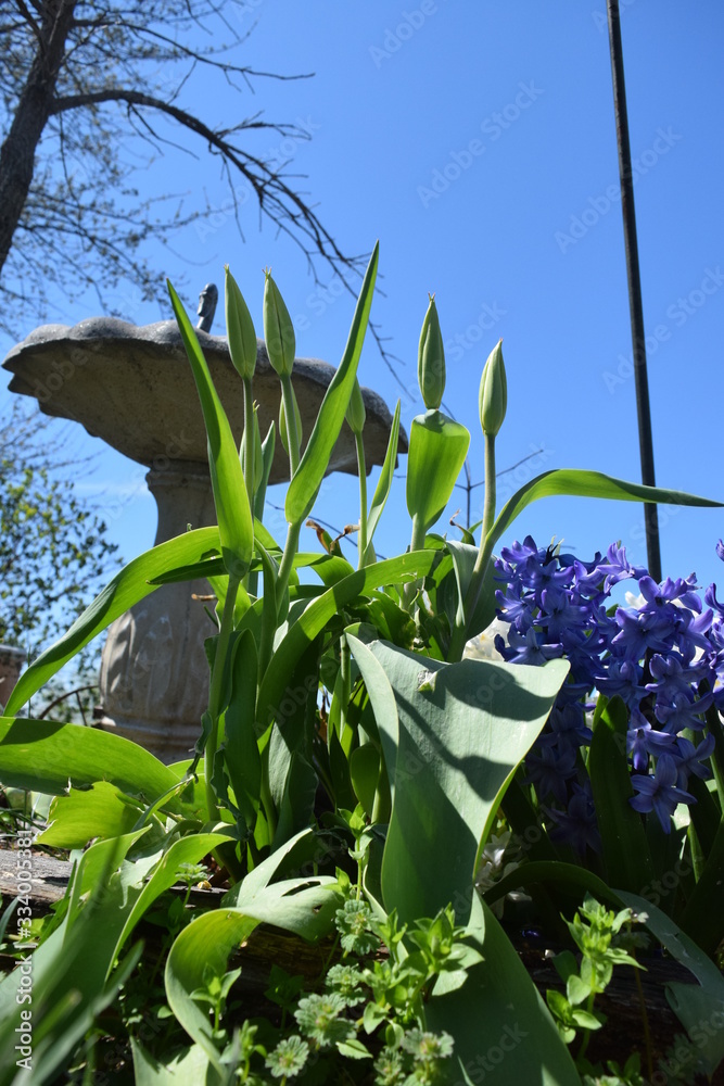 Wall mural flower garden