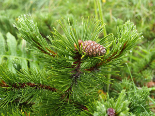 Fototapeta premium Mountain pine escape with bumps (Pinus mugo Turra)