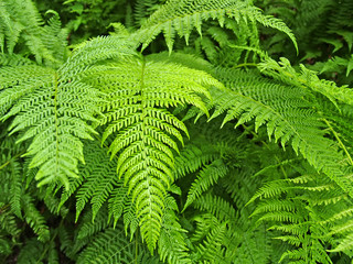 Leaves of the common bracken fern (Pteridium aquilinum (L.) Kuhn)