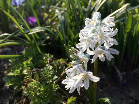 White and blue pushkinia flowers in the garden. The first spring flowers.