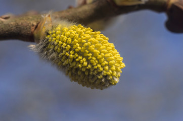 Fototapeta premium Spring flowering branches of willow.