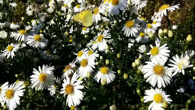 Butterfly on a white camomile.  Picture in motion. Moving clip.  Welcome spring . Springtime, Beautiful video with insects.