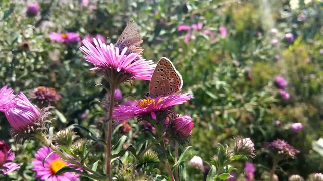 Butterfly on a flower. Moving clip. Picture in motion. Welcome spring . Springtime, beautiful video with insects on flowers.