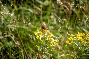 Image of a butterfly Erebia, Nymphalidae, on yellow flowers Senecio ovatus. The focus is on the flowers and butterfly. The background is out of focus