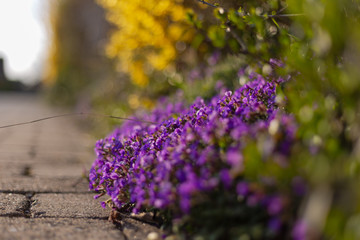 colorful flowers at eastern