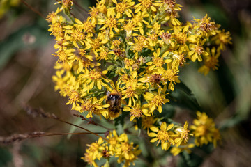 Image of a Bumblebee, on yellow flowers Senecio ovatus. The focus is on the flowers and Bumblebee. The background is out of focus
