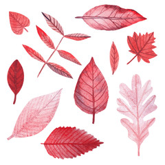 Obraz premium Set of red and pink watercolor leaves of different sizes and shapes. Leaf of maple, oak, birch and other trees
