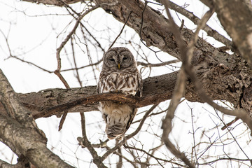 Barred Owl
