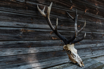 Deer skull with teeth and horns. The head of a dead deer with horns.