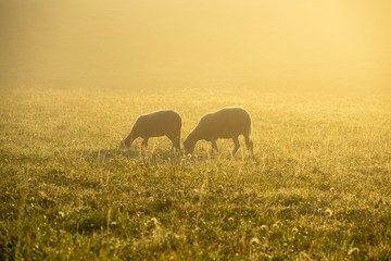 Obraz na płótnie Canvas Sheep on the meadow eating grass in the herd during colorful sunrise or sunset. Slovakia