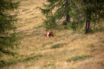 Image of cows on a mountain meadow in summer in the Austrian Alps,