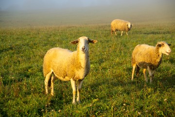 Sheep on the meadow eating grass in the herd during colorful sunrise or sunset. Slovakia