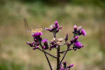 Image of a wild Cirsium vulgare, spear thistle with bumblebees and butterflies, in summer in the Austrian Alps
