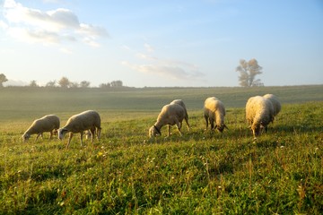 Obraz premium Sheep on the meadow eating grass in the herd during colorful sunrise or sunset. Slovakia