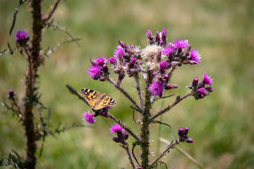 Image of a wild Cirsium vulgare, spear thistle with bumblebees and butterflies, in summer in the Austrian Alps