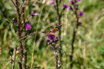 Fototapeta premium Image of a wild Cirsium vulgare, spear thistle with bumblebees and butterflies, in summer in the Austrian Alps
