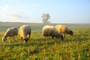 Naklejka na ściany i meble Sheep on the meadow eating grass in the herd during colorful sunrise or sunset. Slovakia