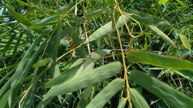 close up green bamboo leaves in the nature