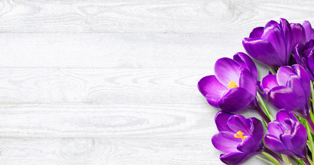 Beautiful Spring Background with saffron flowers.