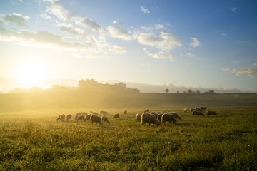 Sheep on the meadow eating grass in the herd during colorful sunrise or sunset. Slovakia