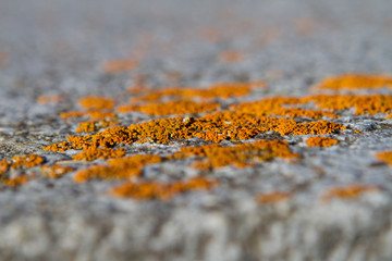 Asphalt mit Moos