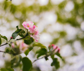 blooming apple tree