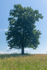 Fototapeta na wymiar lonely oak in the field, back light