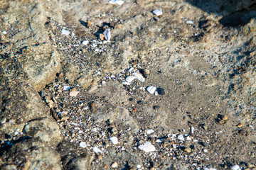 波打ち際　漂流物