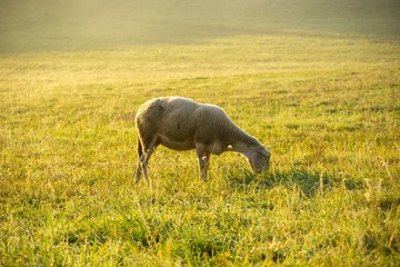 Sheep on the meadow eating grass in the herd during colorful sunrise or sunset. Slovakia