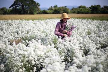 Naklejka na ściany i meble Woman holding flowers in Cutter flower fields at Mae Rim district, Chiang Mai, Thailand.