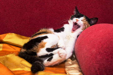 The cat lies on the couch and laughs.