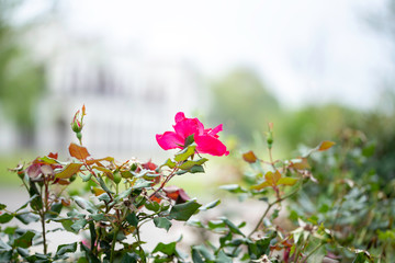 pink flowers on bush